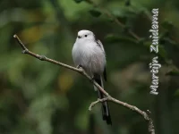 Staartmezen [Aegithalidae]